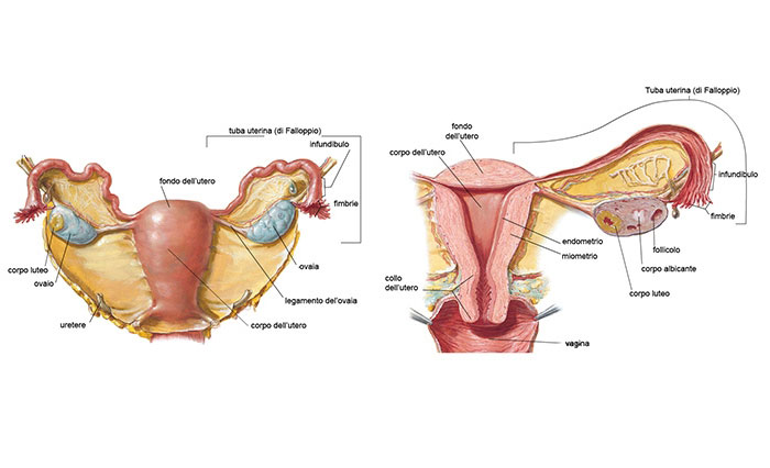 Prevenzione del tumore del collo dell'utero
